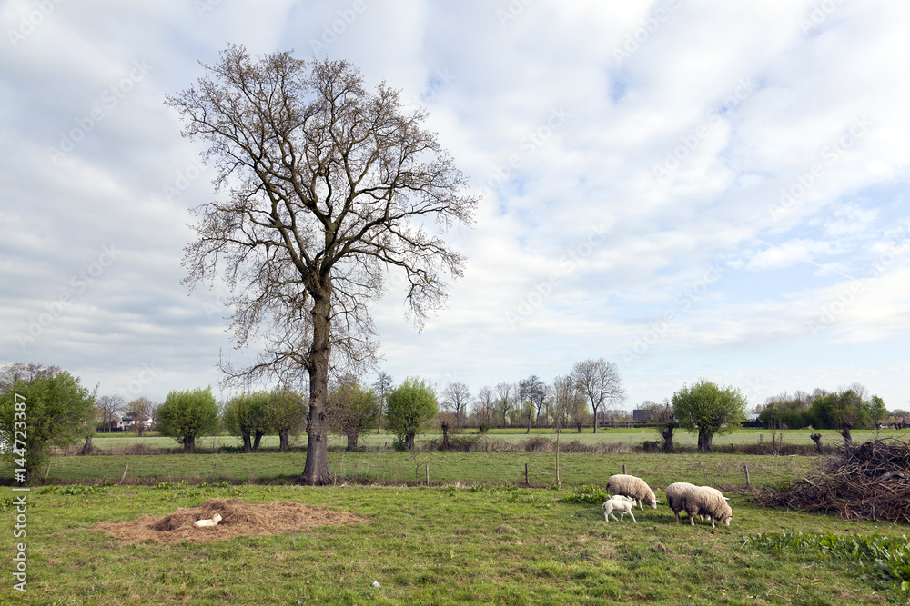 sheep and lambs in spring landscape near veenendaal in the dutch province of utrecht sheep and lambs in spring landscape near veenendaal in the dutch province of utrecht