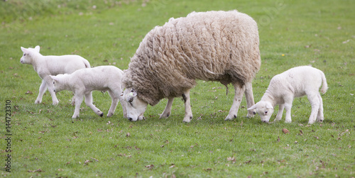 sheep and lambs in spring landscape near veenendaal in the dutch province of utrecht