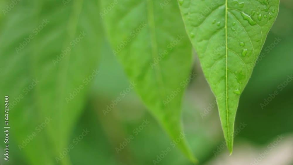 Spring raindrops on green leafs - close up.
Gentle breeze blowing through the leafs.
Foliage background.Shallow depth of field
Nature, spring, springtime, fresh water concept. Spring raindrops on green leafs - close up.
Gentle breeze blowing through the leafs.
Foliage background.Shallow depth of field
Nature, spring, springtime, fresh water concept.