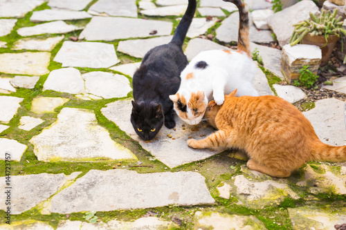 Street cats eating food - Concept of homeless animals photo