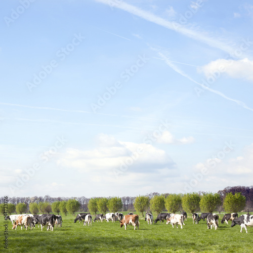 herd of holstein cows in dutch meadow in spring with willows in the background photo