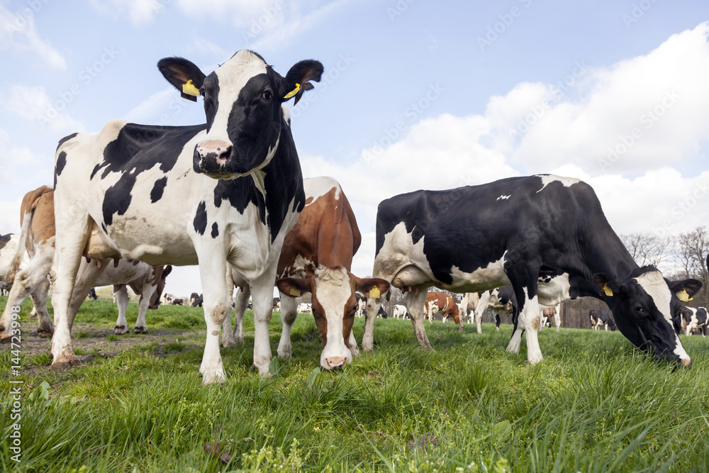 herd of holstein cows in dutch meadow in spring with willows in the background herd of holstein cows in dutch meadow in spring with willows in the background
