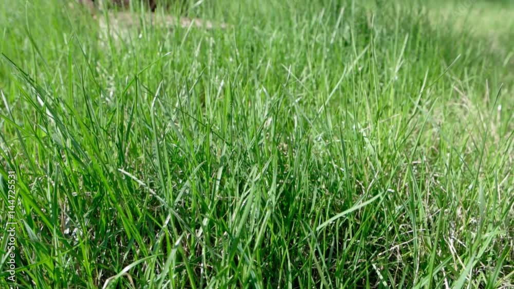 Fresh beautiful grass moving on wind, natural grading Fresh beautiful grass moving on wind, natural grading