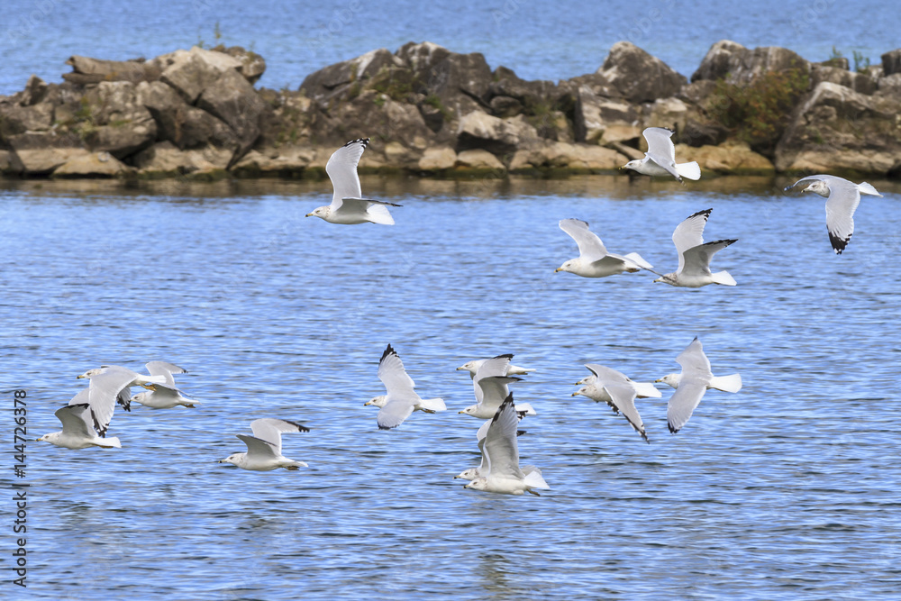 Ring-billed gulls (Larus delawarensis) flying over Lake Erie, Lorain, Ohio, USA Ring-billed gulls (Larus delawarensis) flying over Lake Erie, Lorain, Ohio, USA
