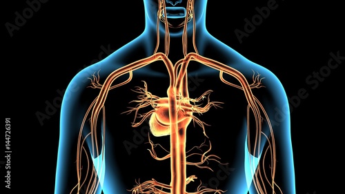 3d rendered anatomy illustration of a human body shape with heart and vascular system
 photo