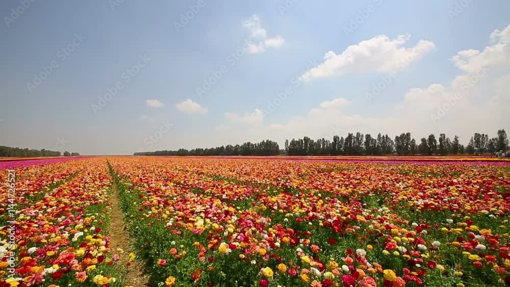 Panning clockwise wide field with multi-colored asiatic buttercup Panning clockwise wide field with multi-colored asiatic buttercup