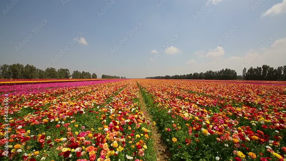 Wide field with multi colored asian buttercup Wide field with multi colored asian buttercup