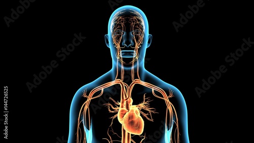 3d rendered anatomy illustration of a human body shape with heart and vascular system
