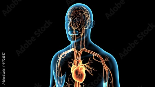 3d rendered anatomy illustration of a human body shape with heart and vascular system
