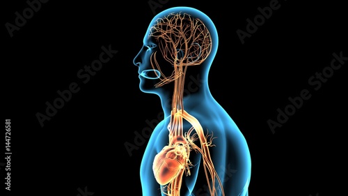 3d rendered anatomy illustration of a human body shape with heart and vascular system
