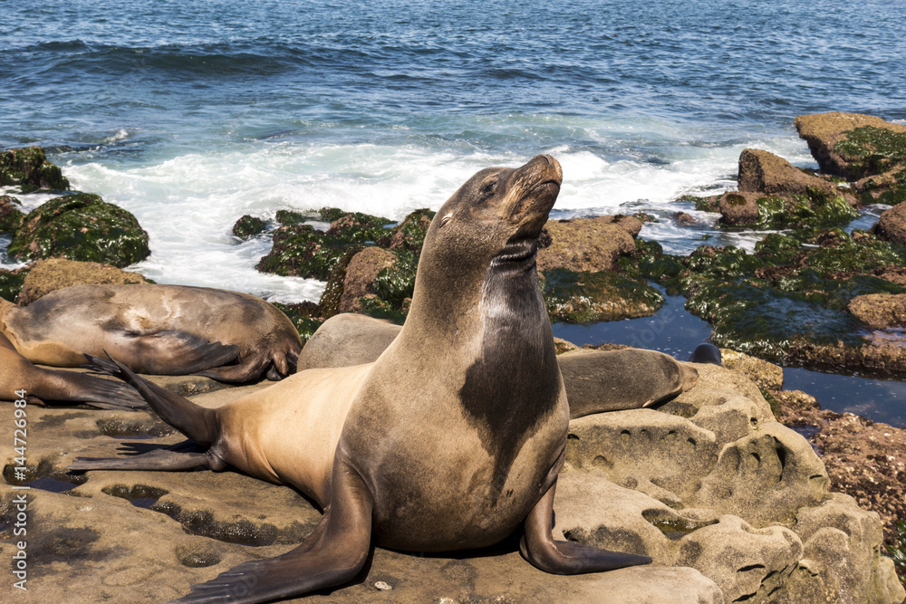 Fototapeta premium Sea Lion family on the beach, La Jolla, California.
