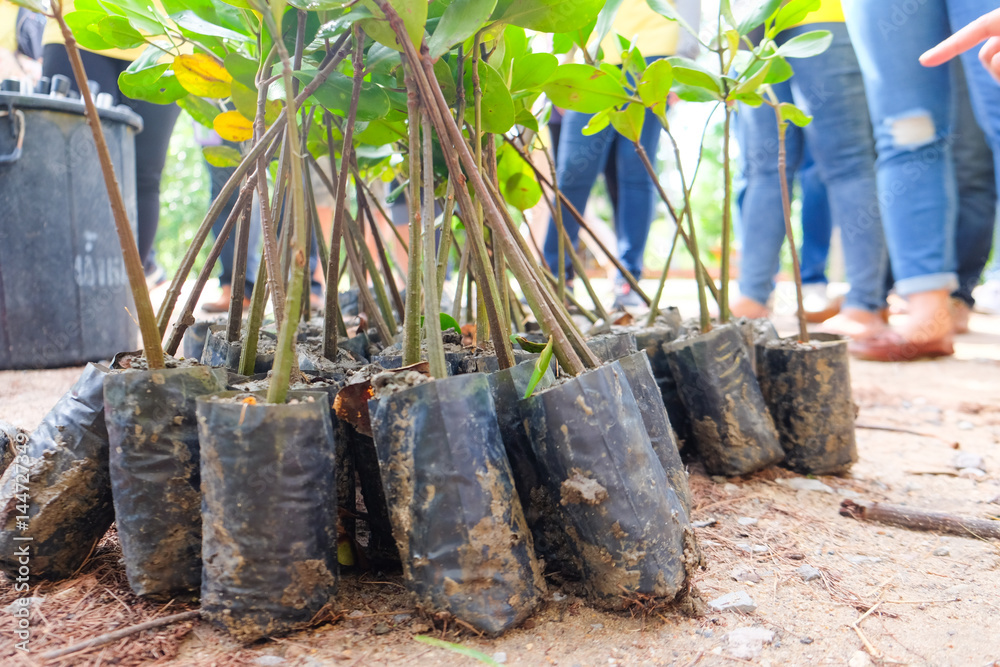 Young green mangrove trees preparing for plant at a reserve site Young green mangrove trees preparing for plant at a reserve site