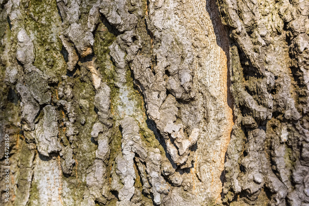 Old bark macro Old bark macro