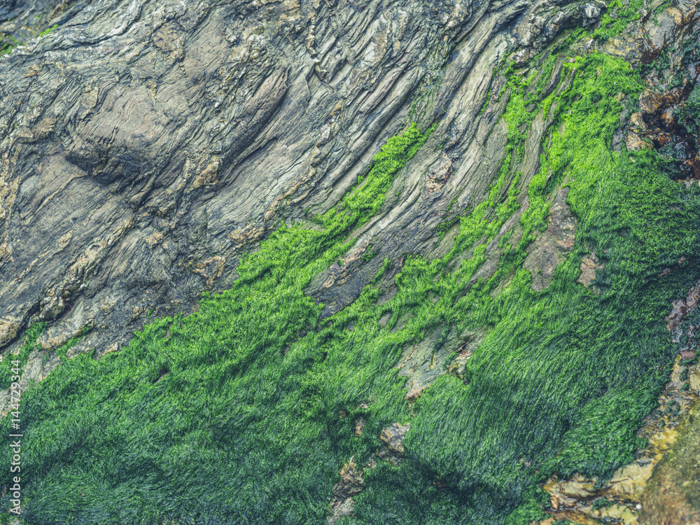 Green moss on rocks