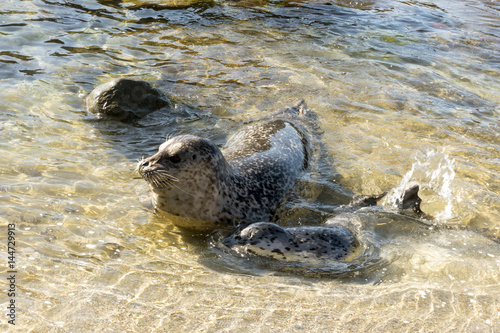 Sea Lion playing with baby seal on the beach, La Jolla, California. photo