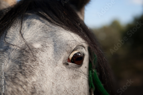 ojos de caballo asustado