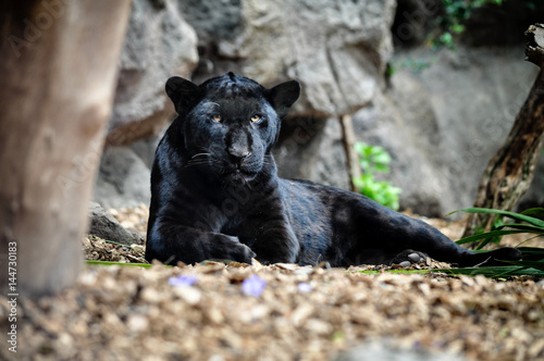 Canvas Print Black panther lying on the ground and looking.