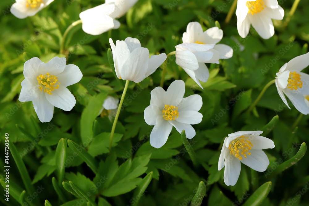 flower flower