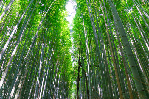 Bamboo Grove Road