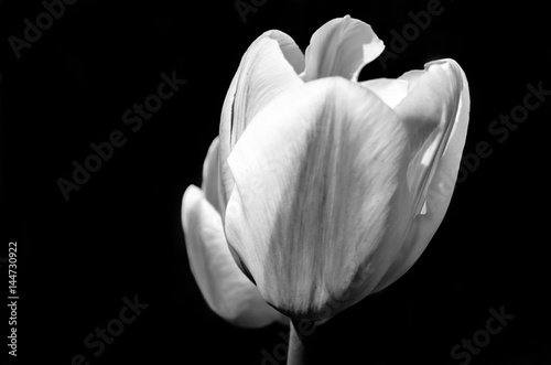 Fototapeta Naklejka Na Ścianę i Meble -  Black and white tulips