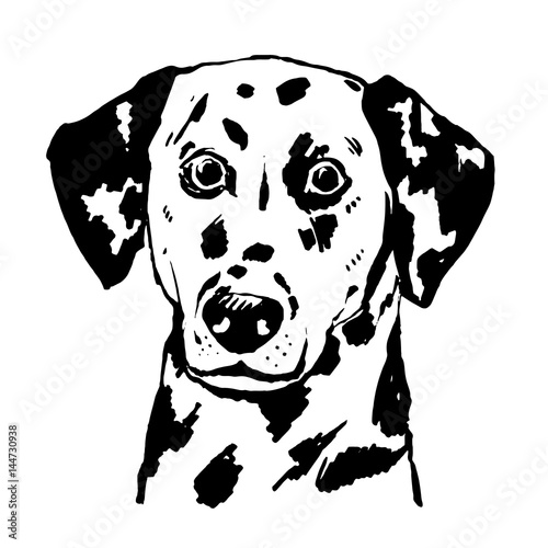 Young dalmatian vector hand drawn illustration. Spotted dog portrait.