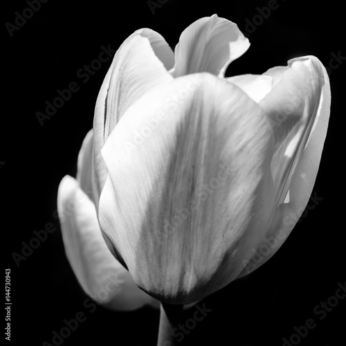 Black and white tulips
