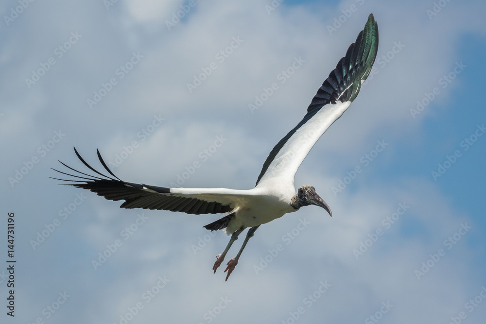 Fototapeta premium Wood Stork