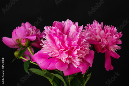 bouquet of pink peonies