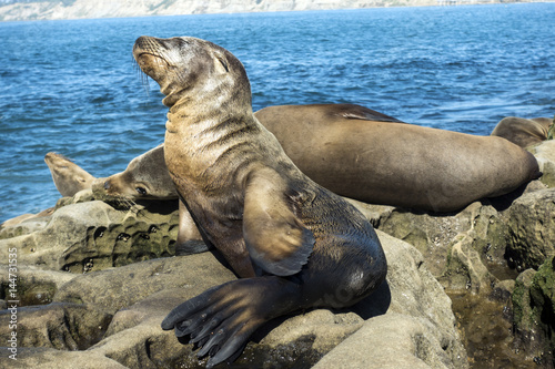 Sea Lion puppy - baby seal on the beach, La Jolla, California. © mirecca