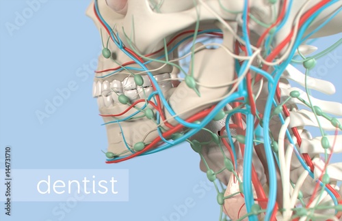 Anatomical dental model of human teeth for dentistry, dental care, medical students. 3d illustration