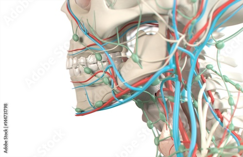 Anatomical dental model of human teeth for dentistry, dental care, medical students. 3d illustration