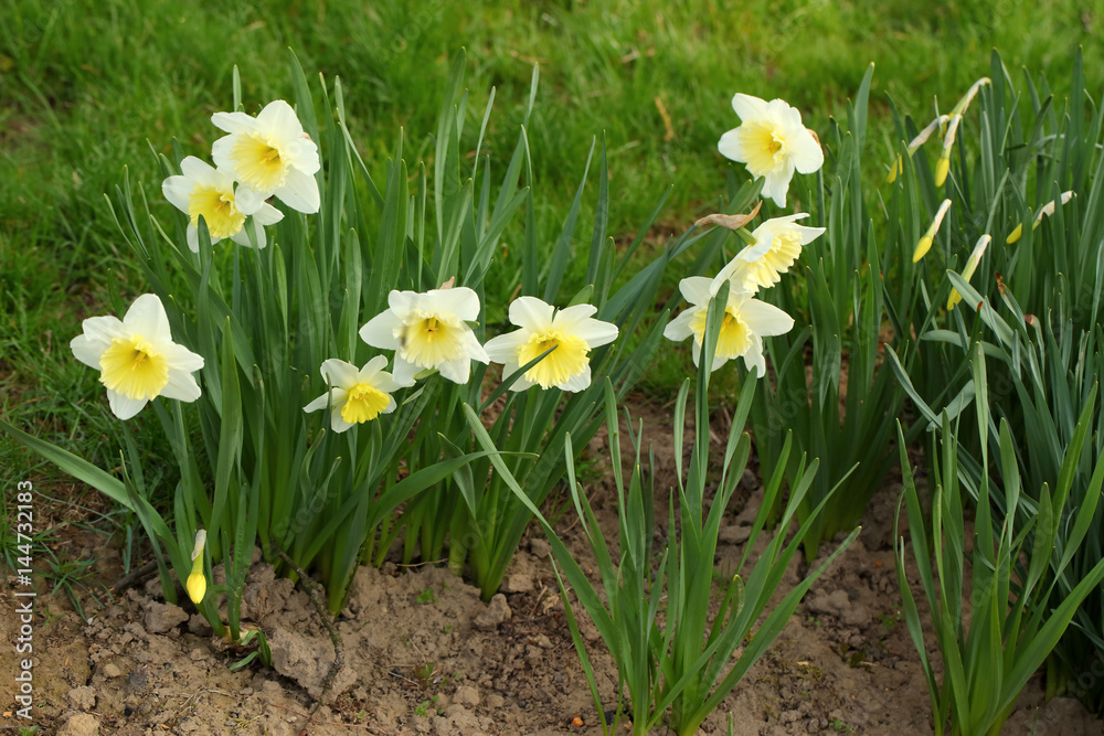 Fototapeta premium narcissus