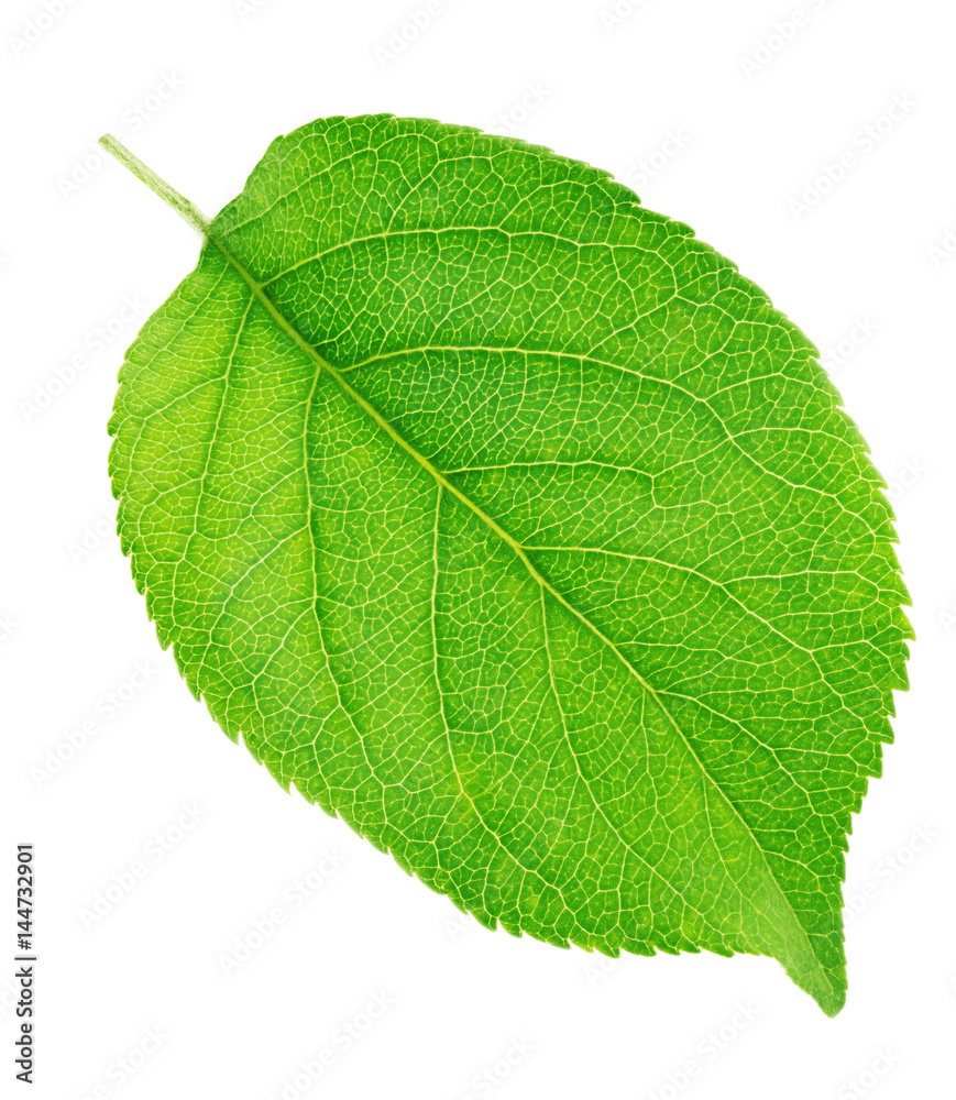 Obraz premium Apple tree leaf isolated on a white