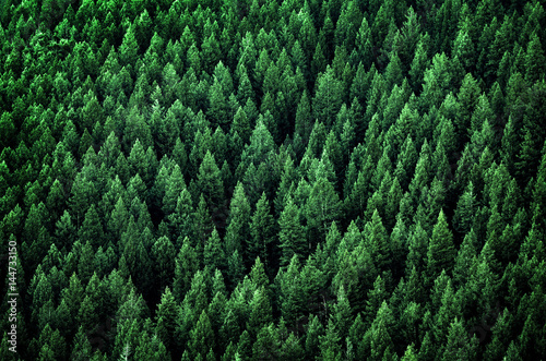 Fotografia Forest of Pine Trees in Wilderness Mountains