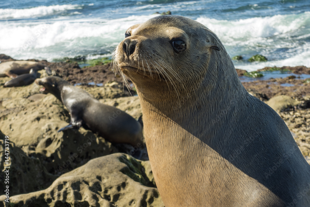 Fototapeta premium seal on rock (Arctocephalus pusillus)
