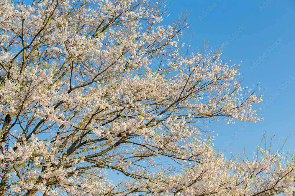 Japanese cherry tree(DAIGO SAKURA)