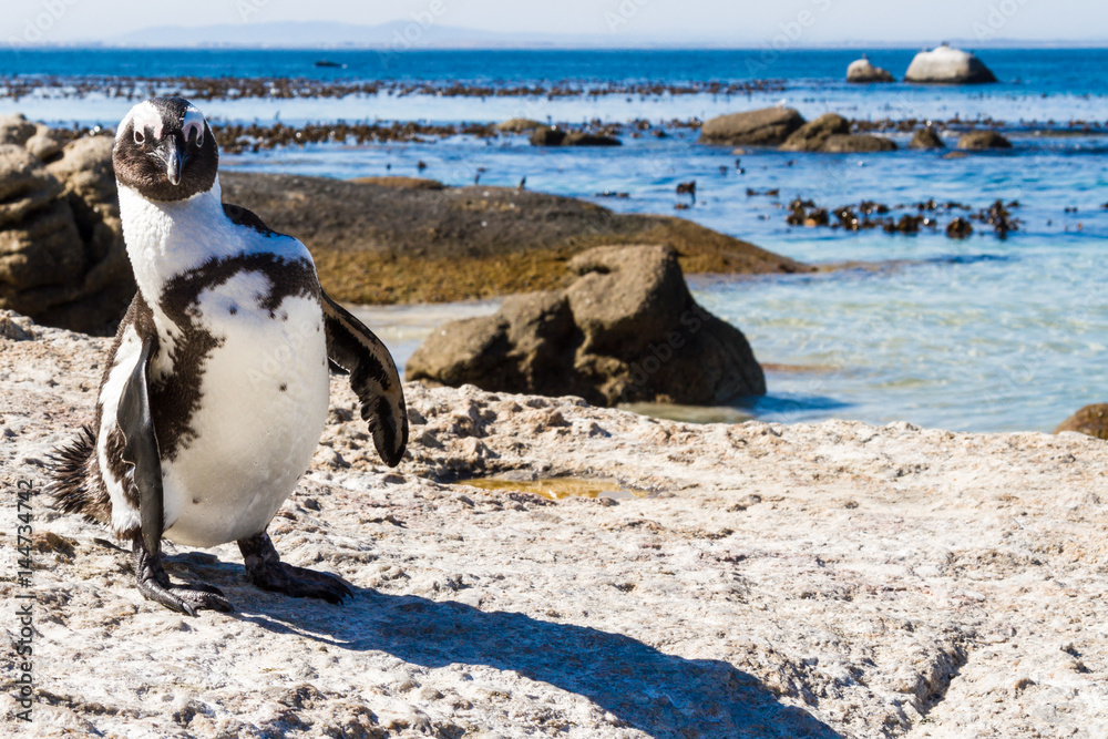 Obraz premium Dancing Penguin