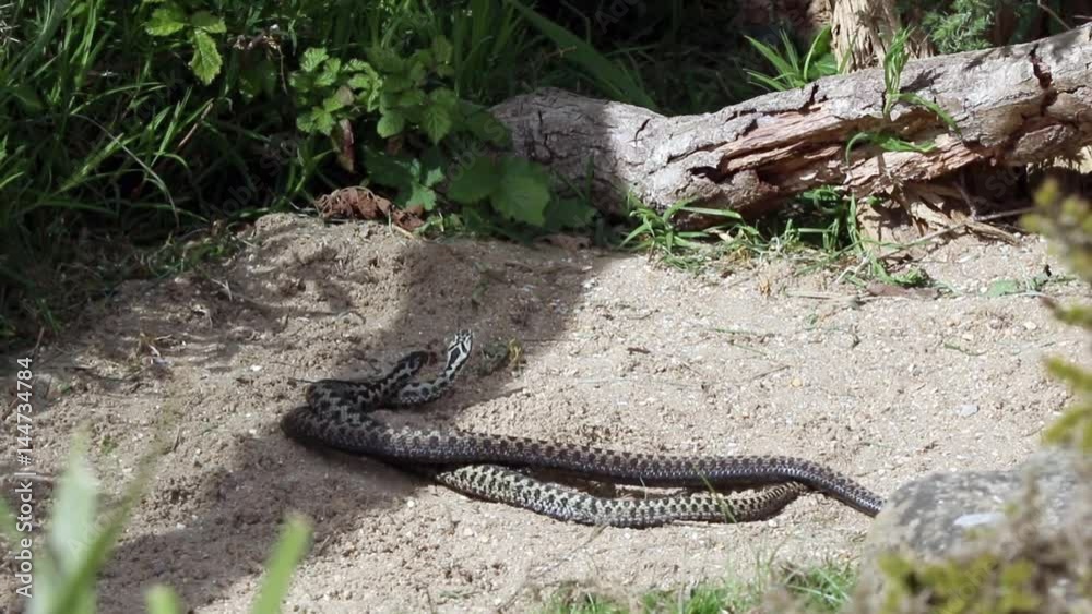 Male Adders Dancing / Fighting. ( Vipera berus ) Entangled in Each Other. Male Adders Dancing / Fighting. ( Vipera berus ) Entangled in Each Other.