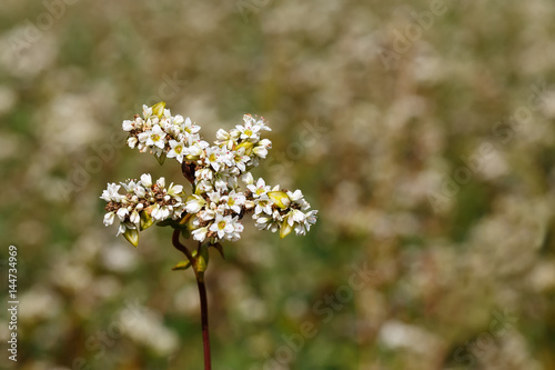 buckwheat flowers as background