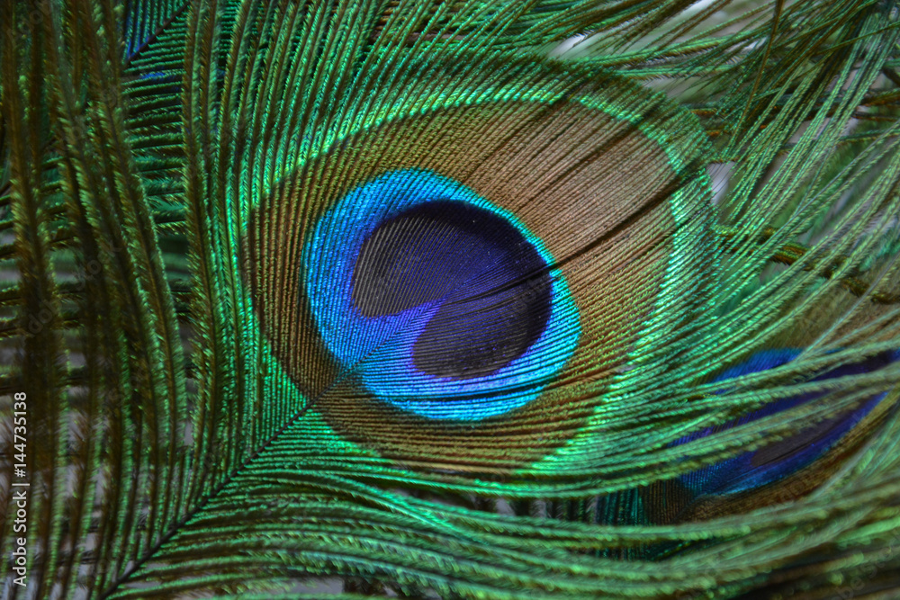 Fototapeta premium peacock feather
