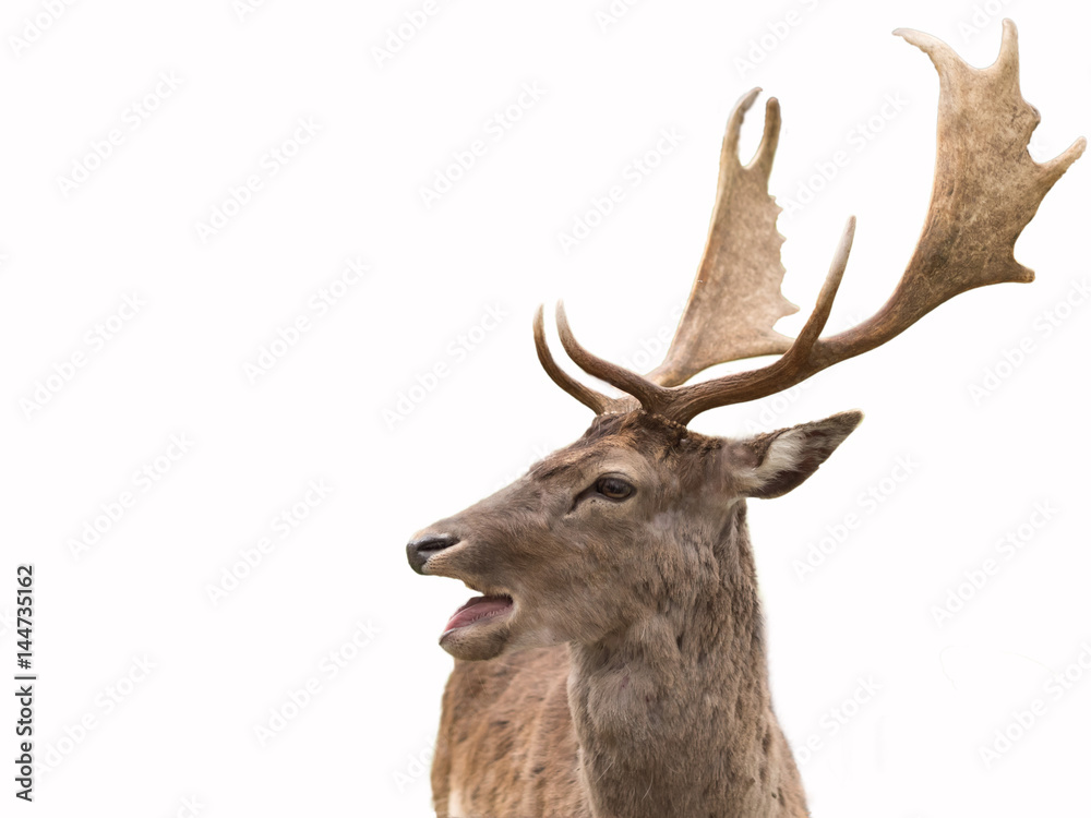 Naklejka premium Isolated fallow dear