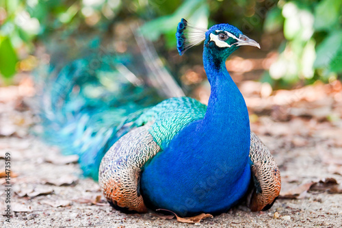 Fotografía peacock in the nature