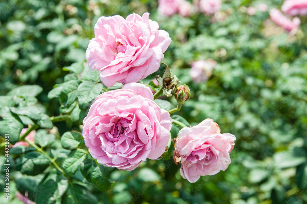 Natural flower background. Amazing nature view of flowers blooming in garden under sunlight at the middle of summer day. Natural flower background. Amazing nature view of flowers blooming in garden under sunlight at the middle of summer day.