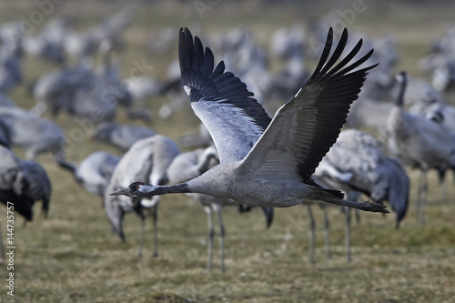 Common crane (Grus grus) © dennisjacobsen