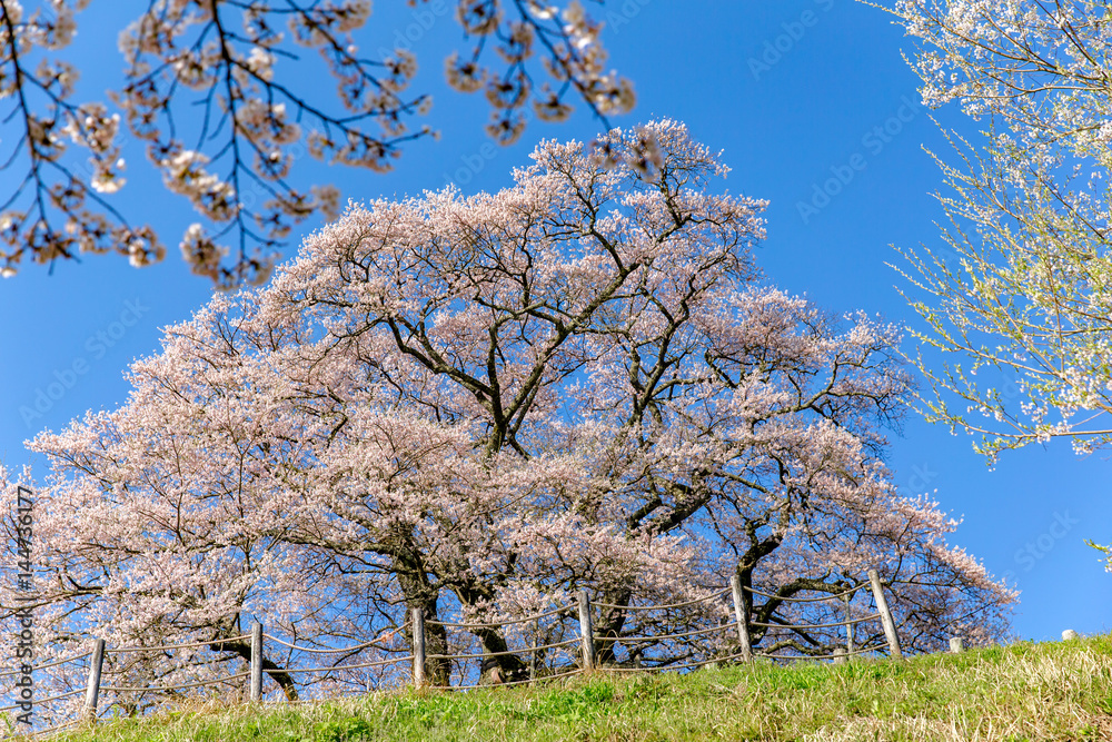 Japanese cherry tree(DAIGO SAKURA) Japanese cherry tree(DAIGO SAKURA)
