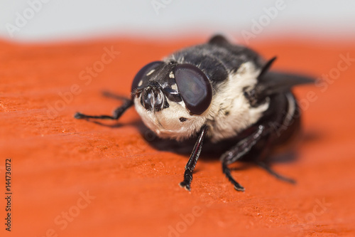 Narcissus Bulb Fly  Merodon equestris photo