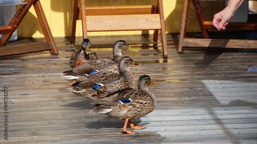 wild ducks on a wooden terrace
