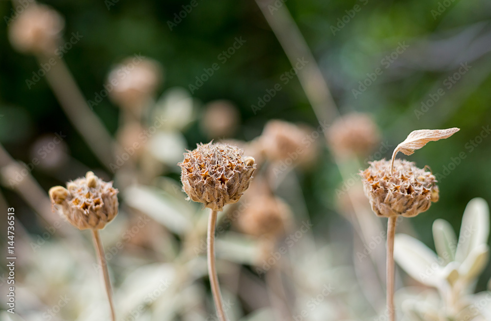 Three plants of dry flowers with a head of a box and not fallen leaf Three plants of dry flowers with a head of a box and not fallen leaf