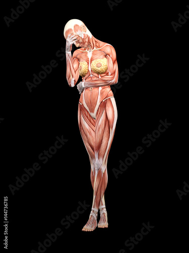 Female muscle anatomy depressed and exhausted 3D Illustration photo