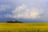 Rapeseed field in the province of Viterbo in Italy